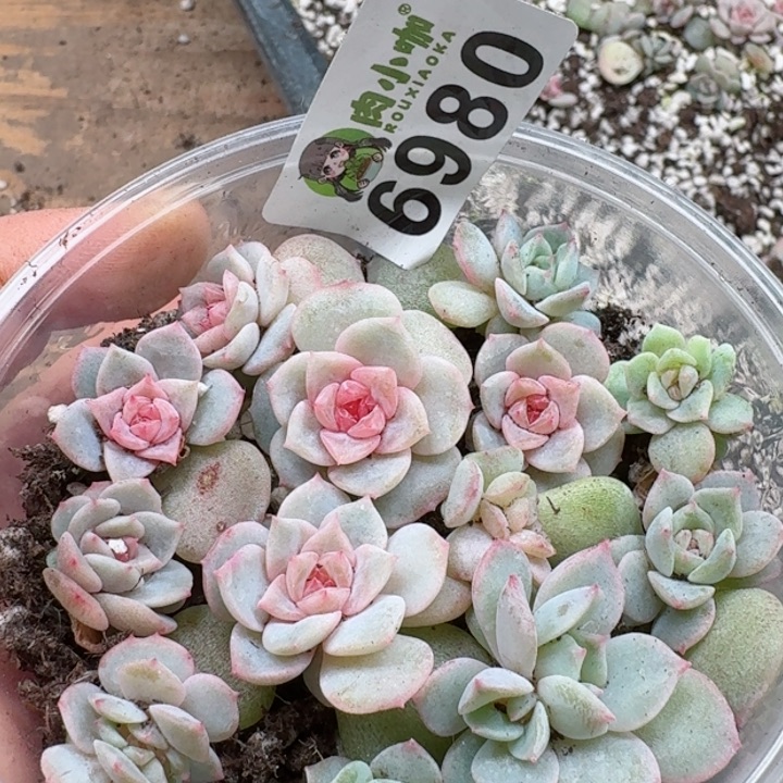 多肉植物多肉植物