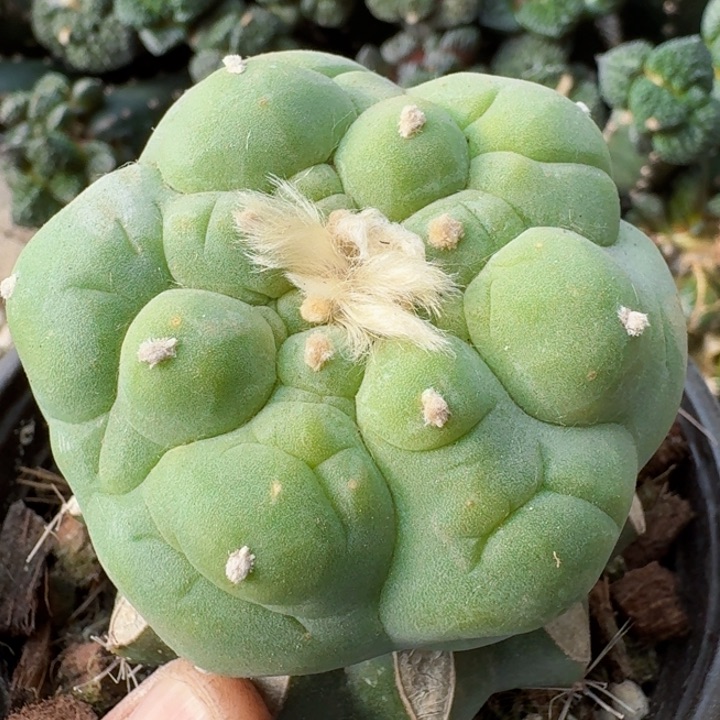 福利苗接大尤457