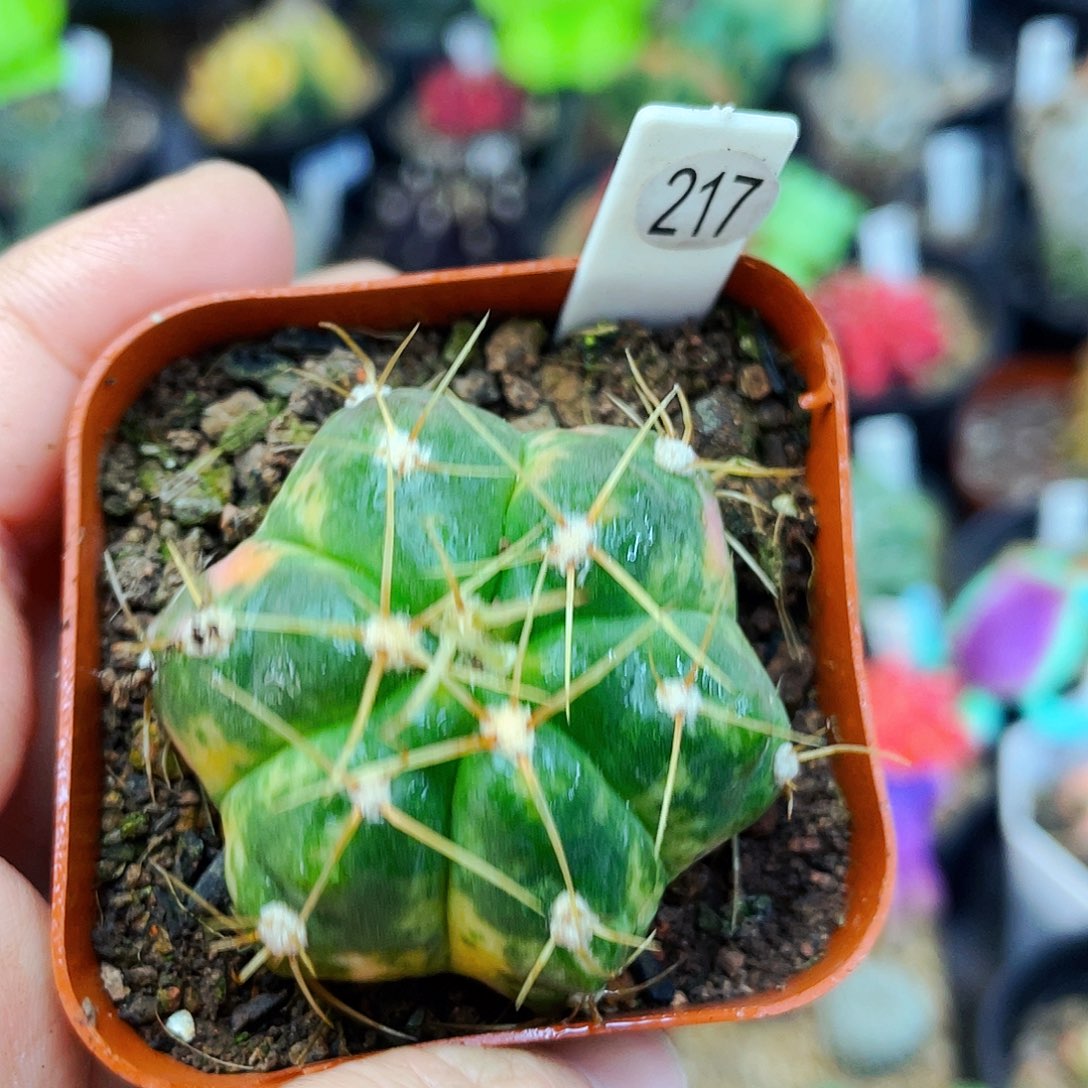 非偏远地区满25包邮仙人球