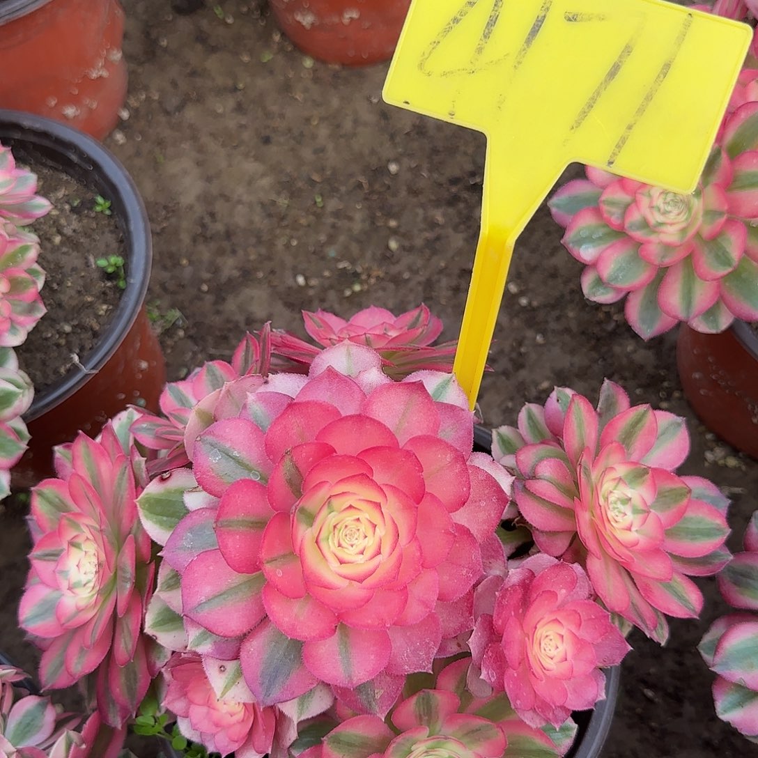 4171---倾城多头多肉