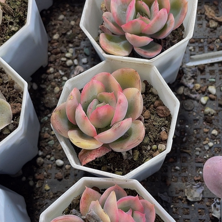 绮罗仙子锦带盆土发