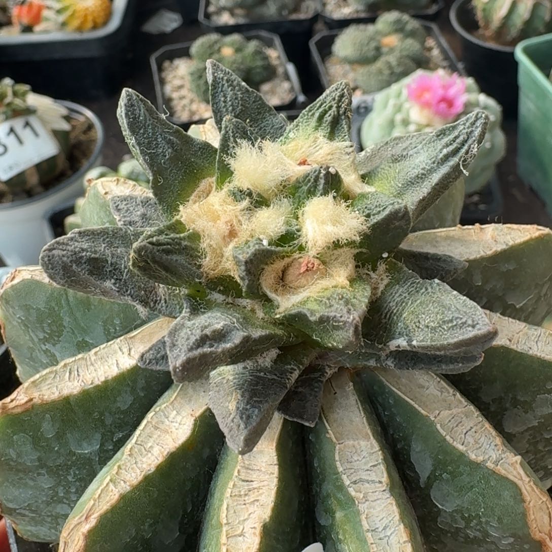 【闪购商品】纯种龙角680