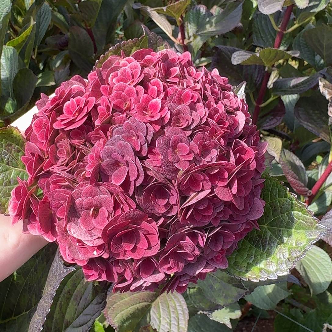 大部分花苞少量开放10