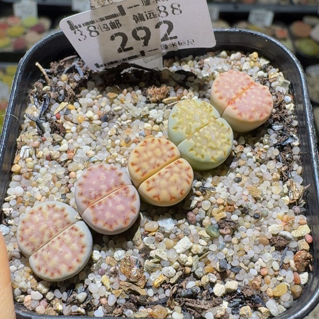 Ssss清仓福利了292