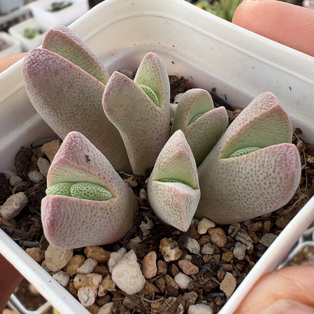 054多肉植物种类多样