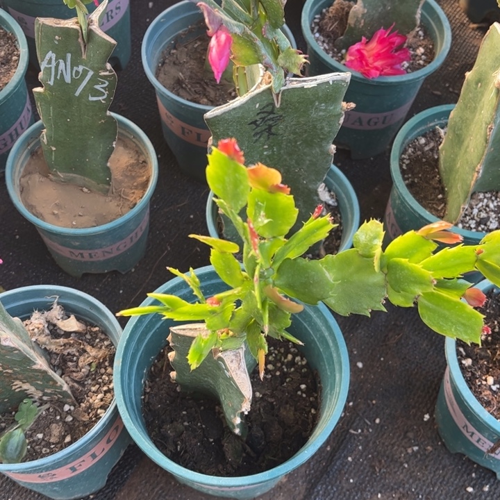 喜***花50号060，紫色重瓣，