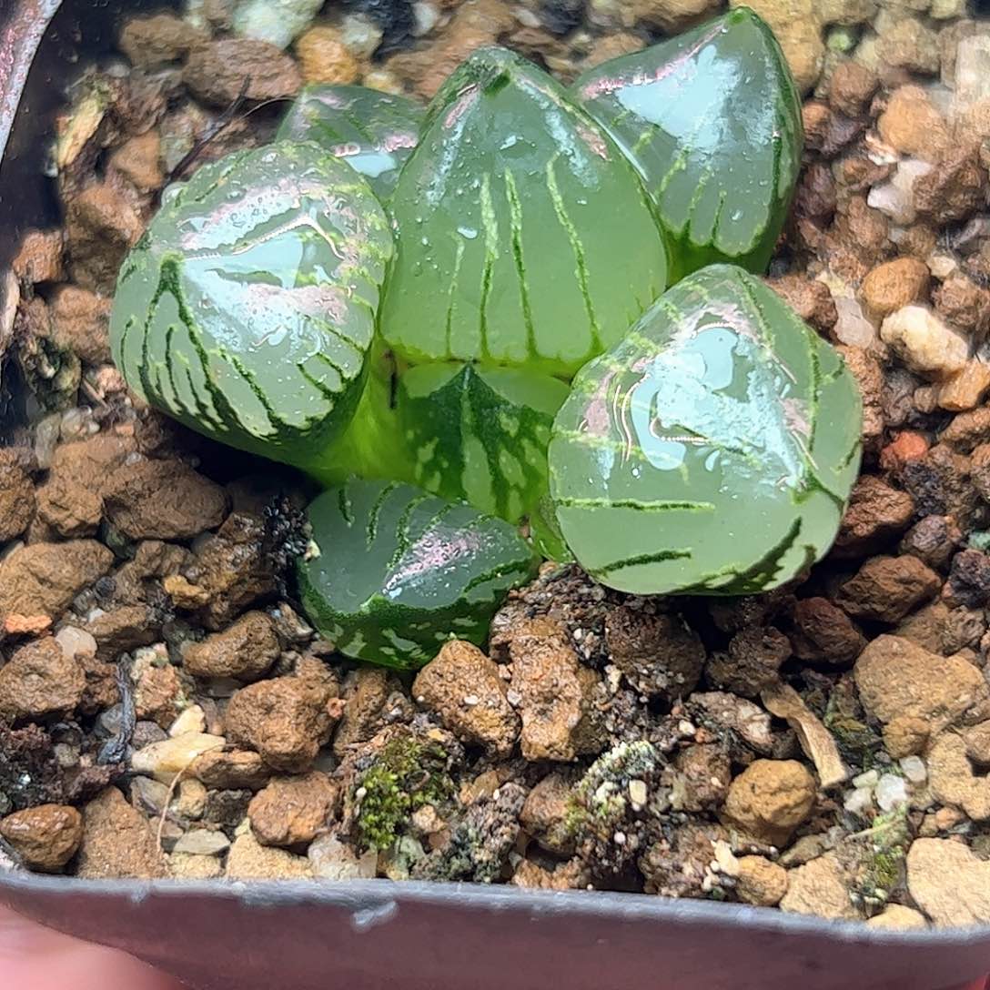 魔晶球十二卷多肉植物满