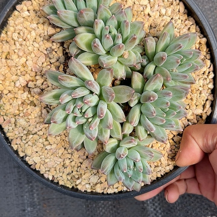 【闪购商品】幻影美人