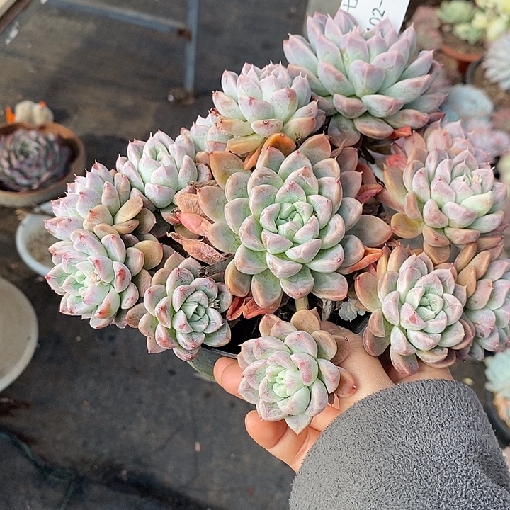 小七夕多肉不知名29