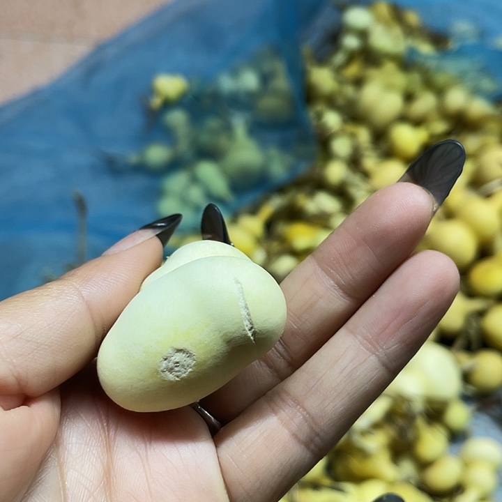 细***流大叶紫檀（黑酸枝木类）