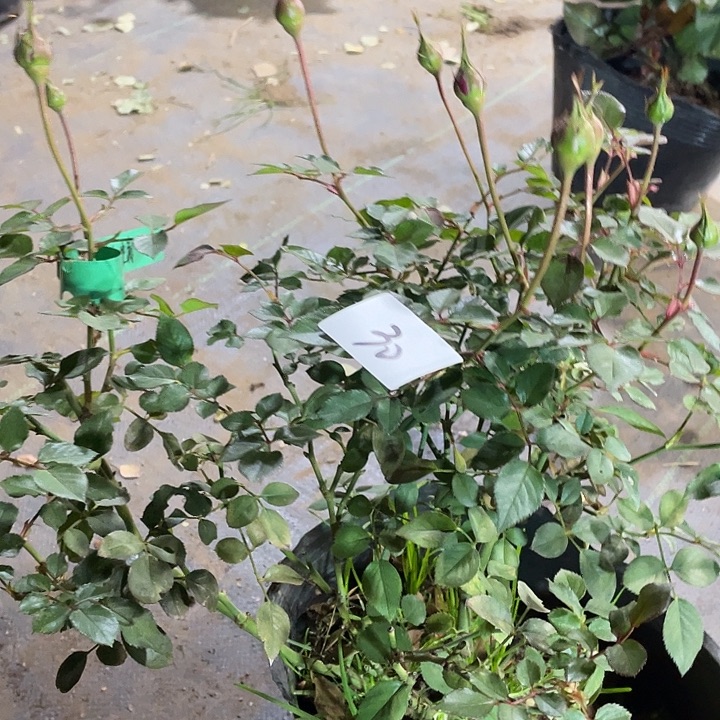 当前无花朵，栽培后可花朵铃之妖精