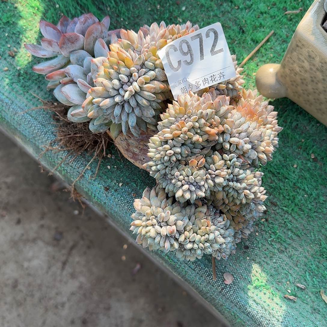 殷***爹星影缀化呀呀呀呀呀