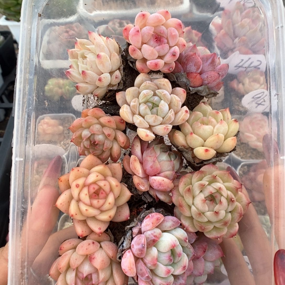 珍妮组合12颗可拍。      
