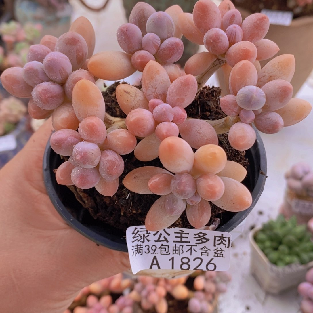 香水手指奶10cm1826多肉植物