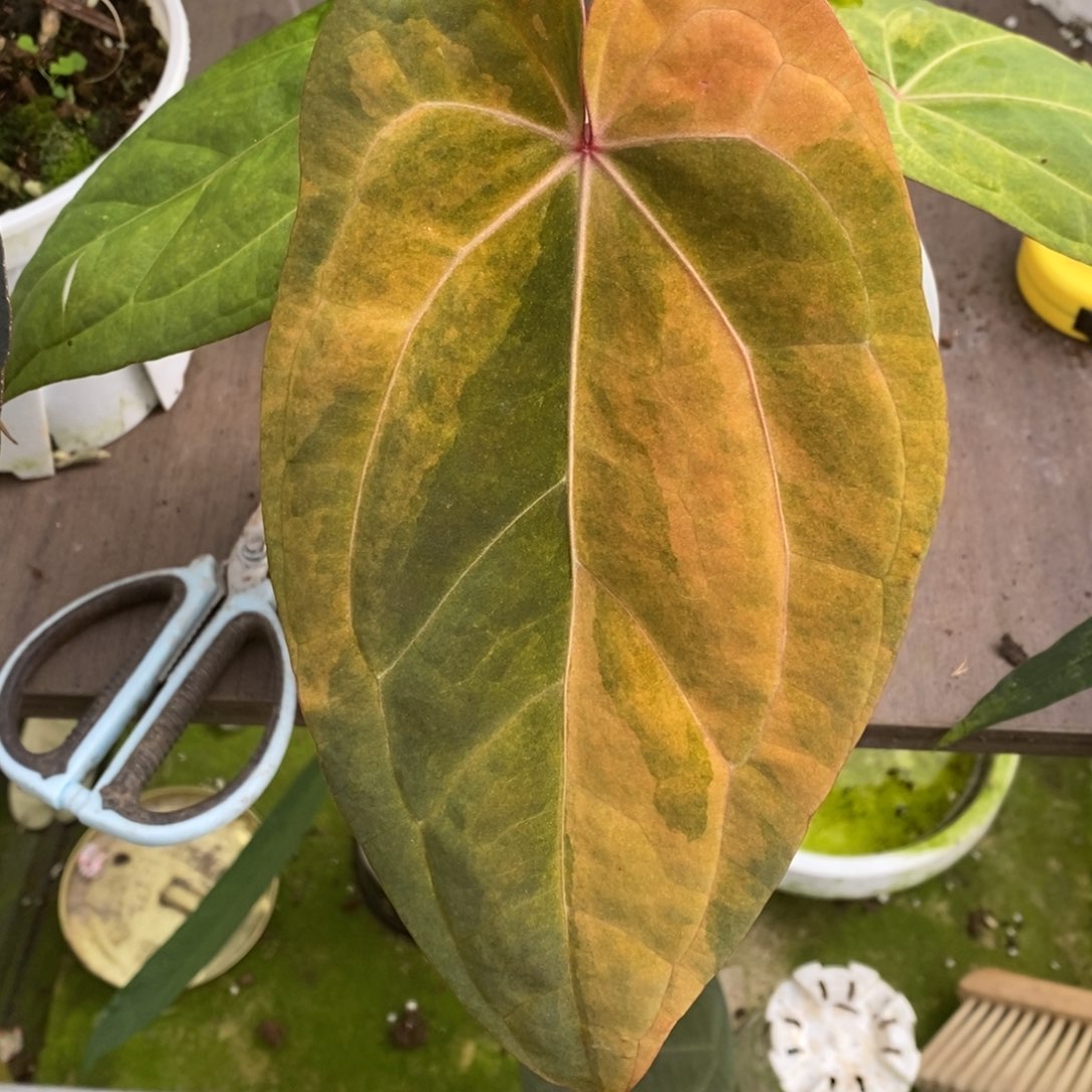 无花朵黑凤凰杂黑桃锦