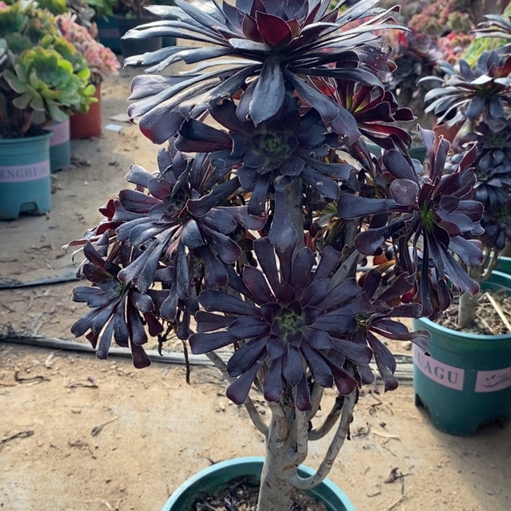 墨法多肉植物86。 