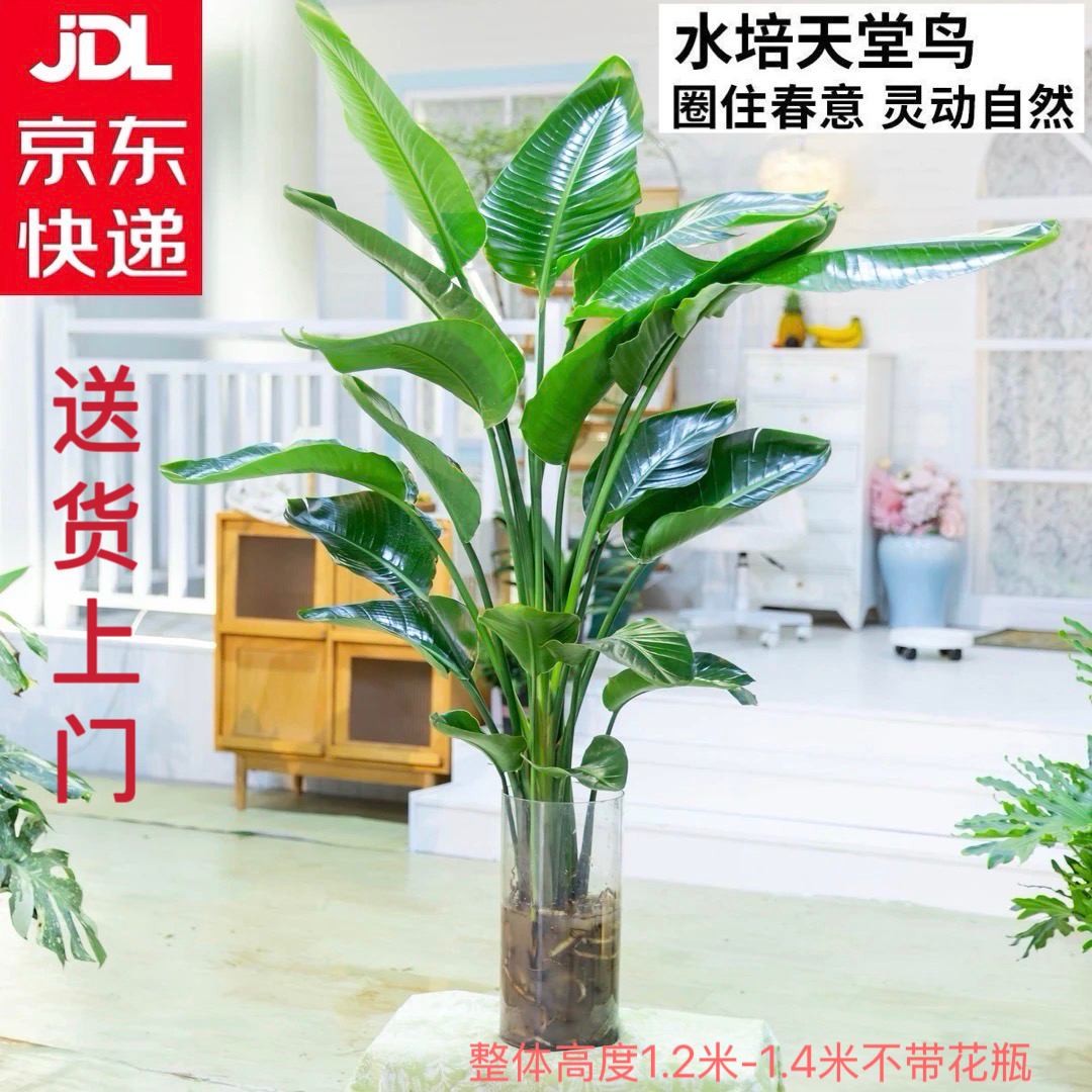 京东发货【加大加高1.2-1.4米天堂鸟】买一送一到手两株苗净化空气t