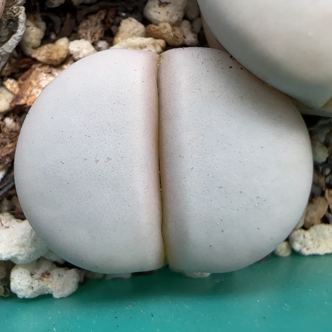 2.8，白色的白曲，9011