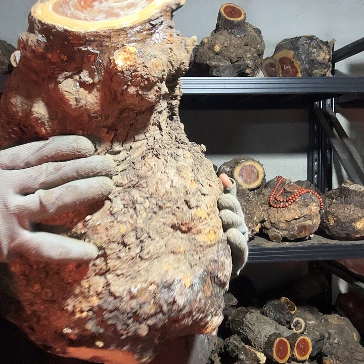 用***7香榧木火琉璃的故事是一个人