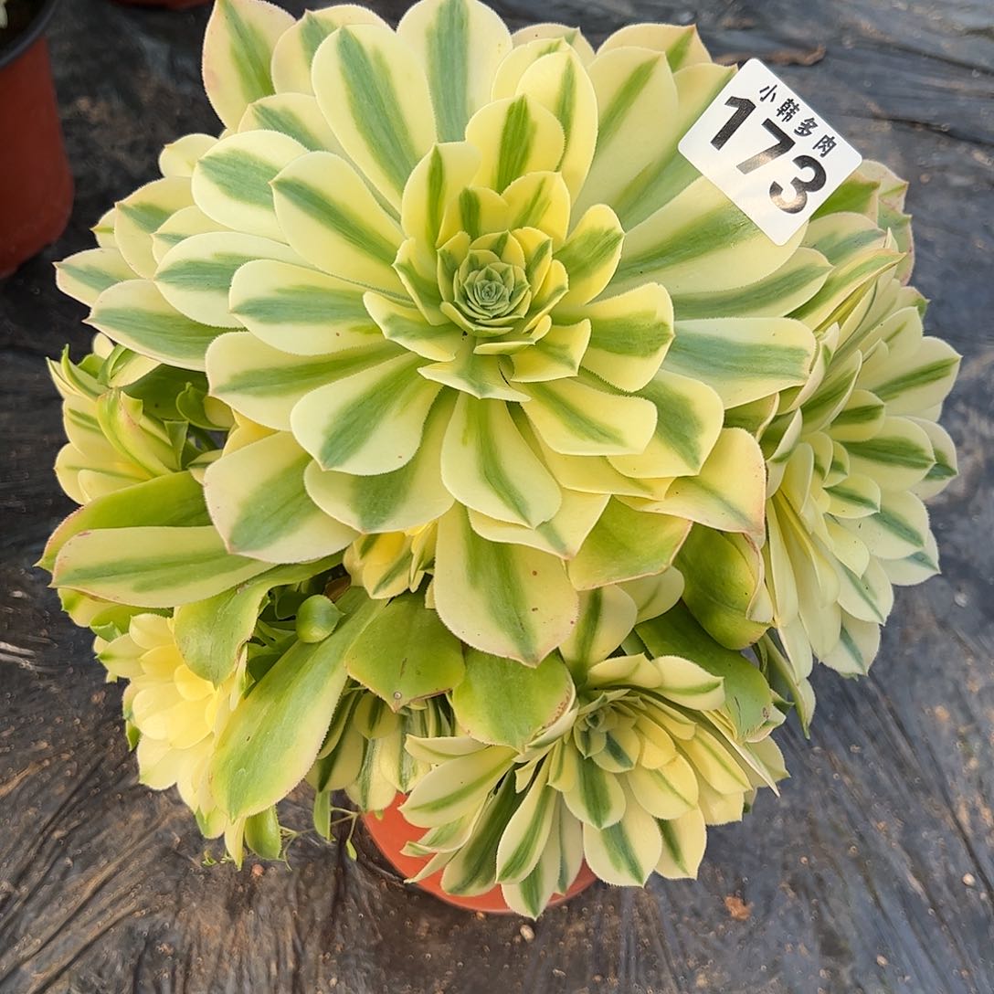 173辛尼亚捧花法师