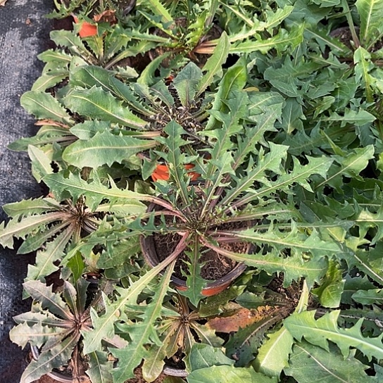 当前无花栽培后可以开花两颗绯红蒲公英