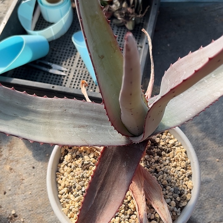 脱土发货111111111