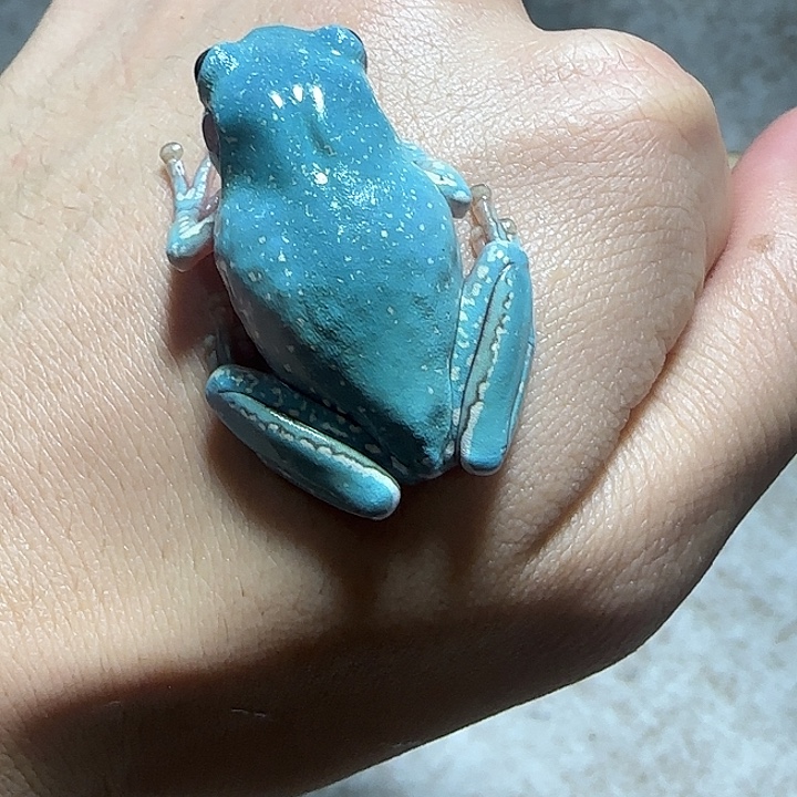 老爷树蛙4 魔鬼蓝小雪花