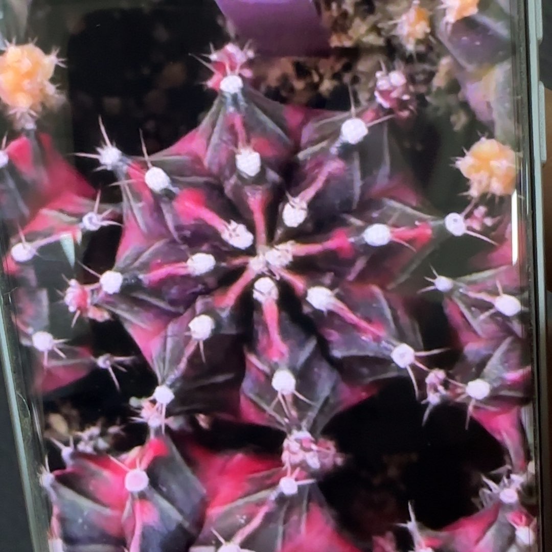 25-0215拉滨泰国发货多肉