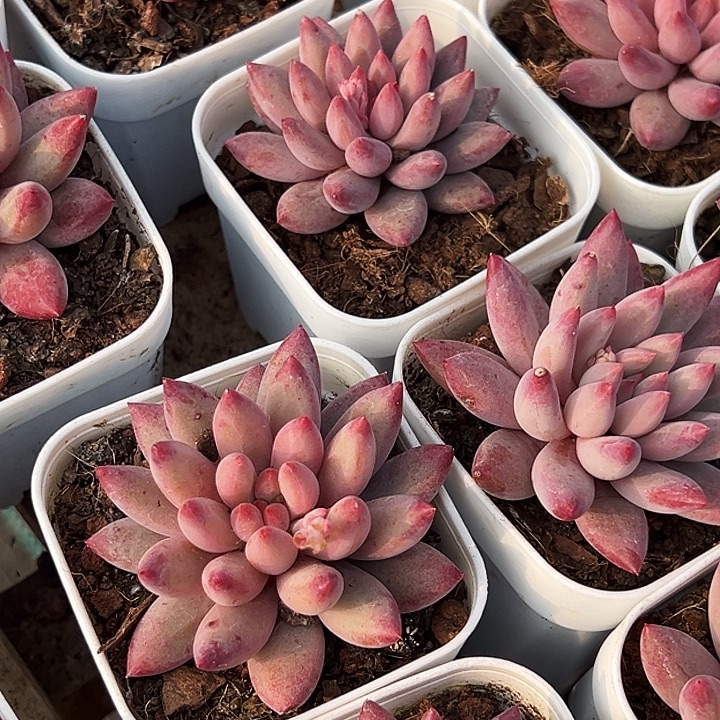 两盆。    金鱼姬。