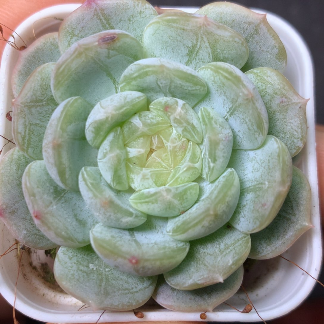 14 精品多肉一物一拍