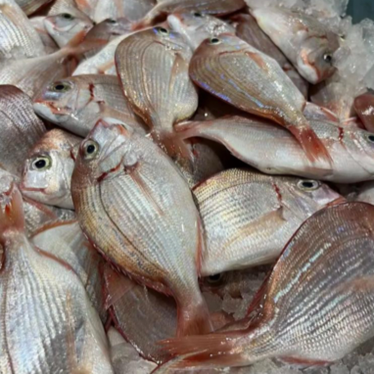 汕尾本港海钓红立鱼，香煎，煮汤，味道鲜美