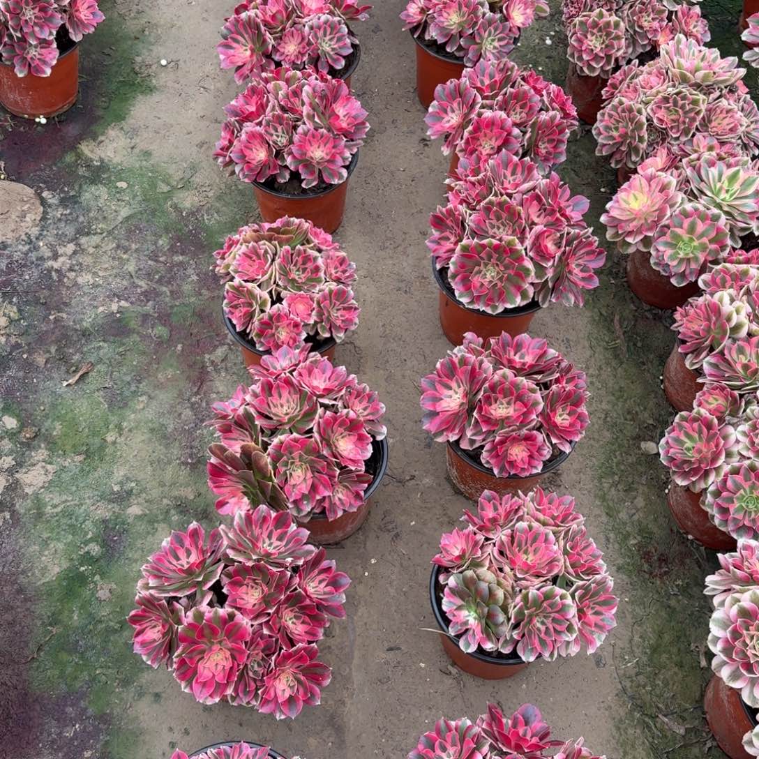 魔***女十六棵粉女巫丛林多肉植物