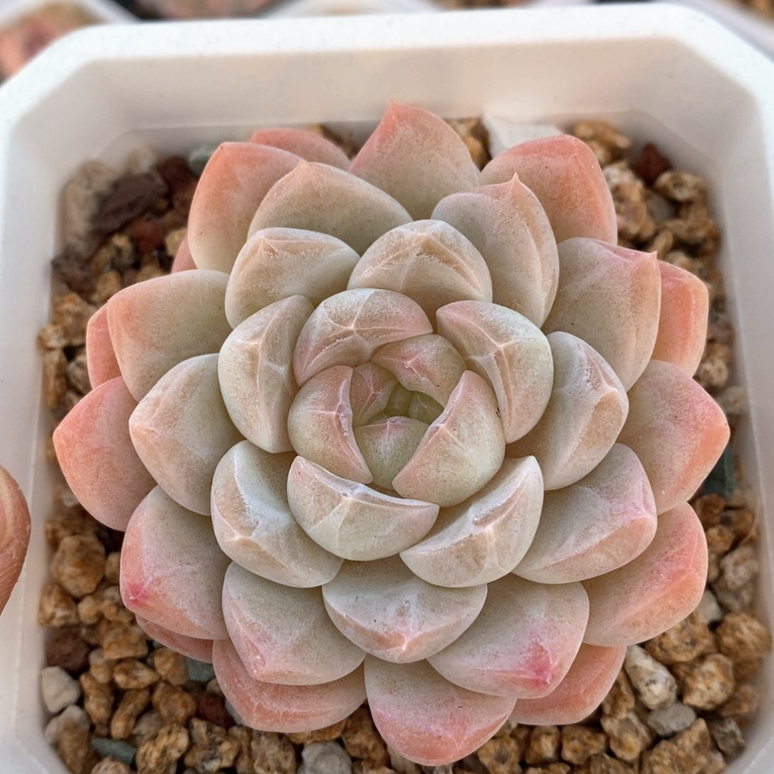 精品多肉一物一拍6