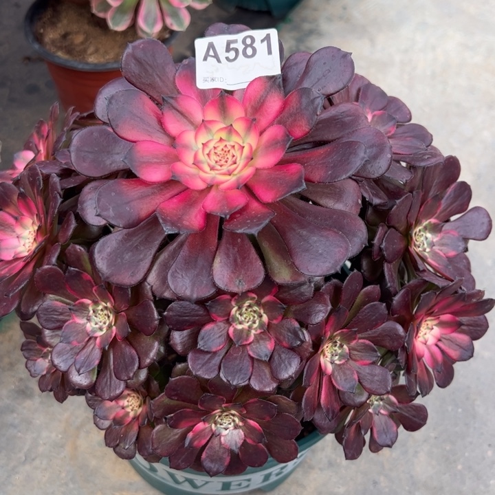 581烟花26厘米左右多肉