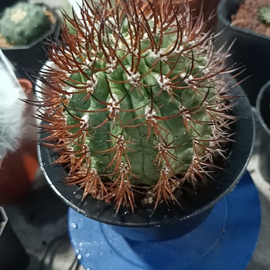 花花世界迷人眼球球好