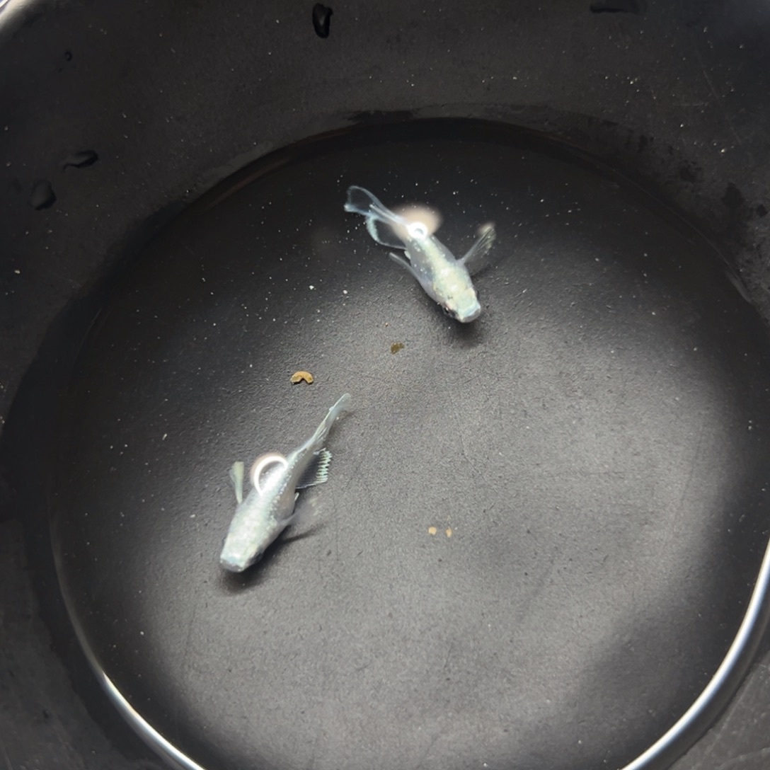 海水鱼更干净开幕从v你呢