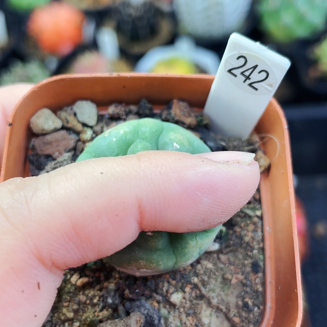 非偏远地区满25包邮仙人球裸根