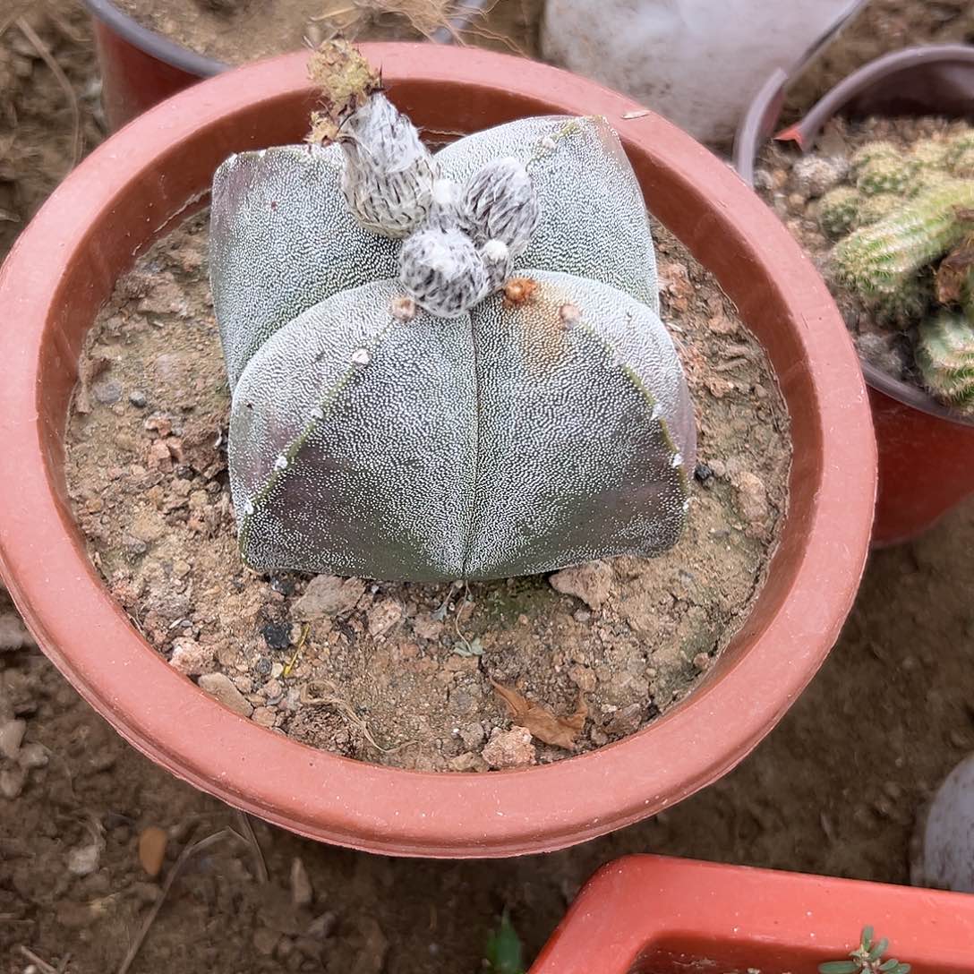 多肉植物鸾凤玉开花