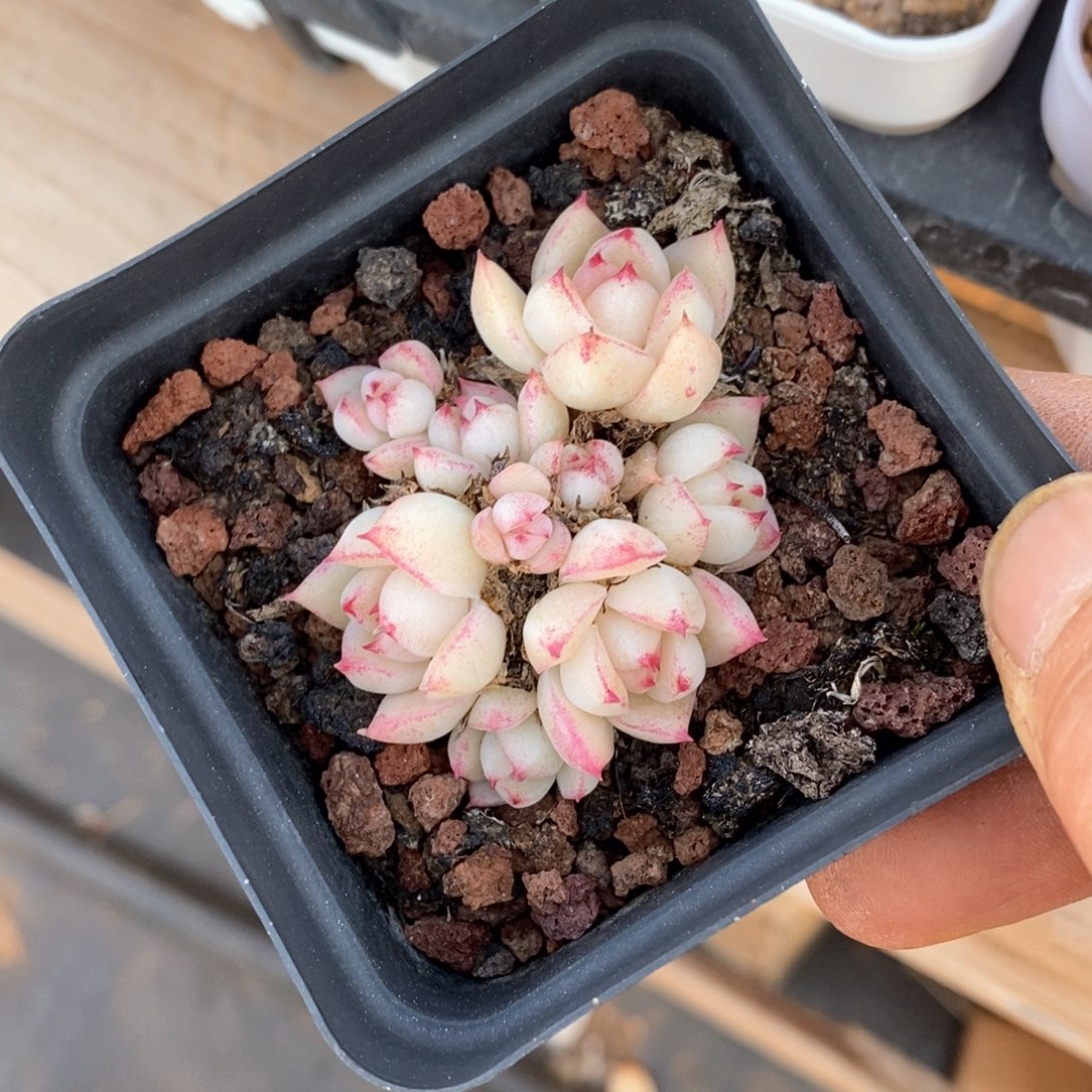 精品多肉一物一拍不包整215