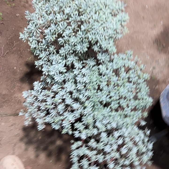 北***空无花朵带土球发货