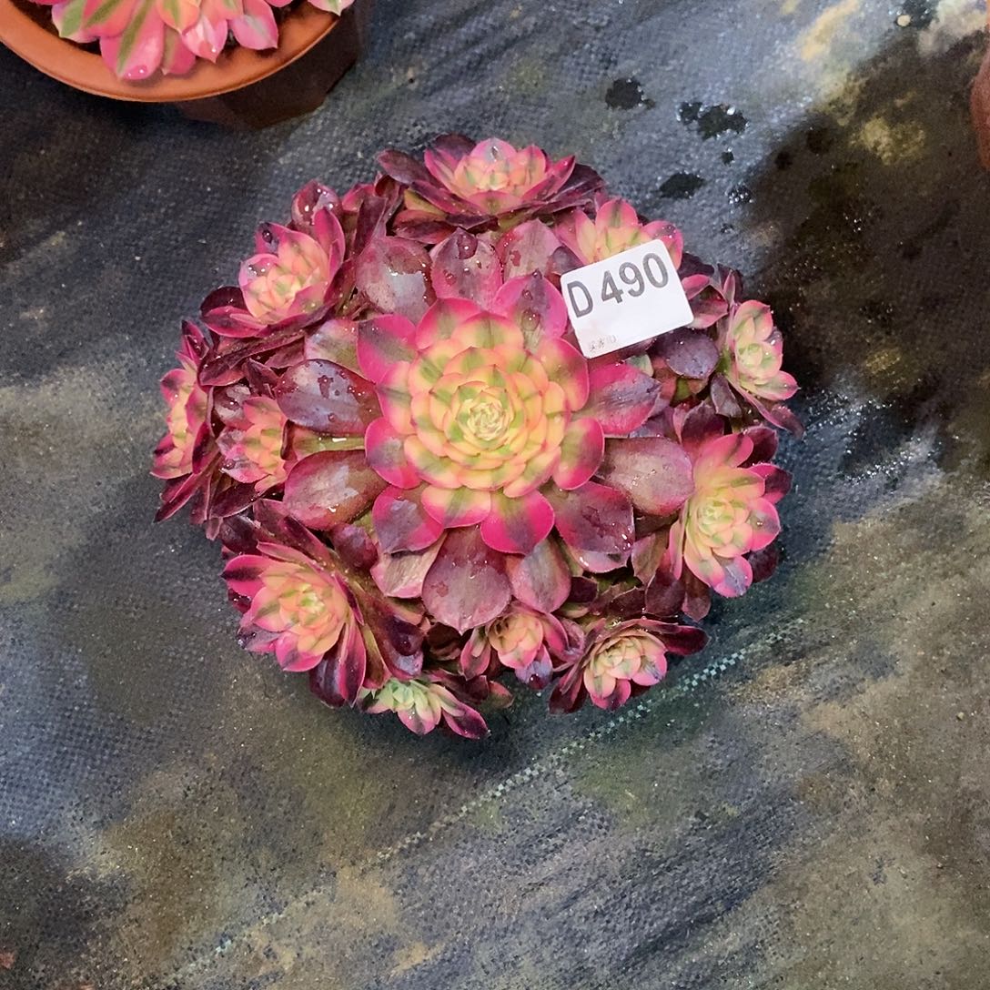 李***锋荔枝490多111111不大