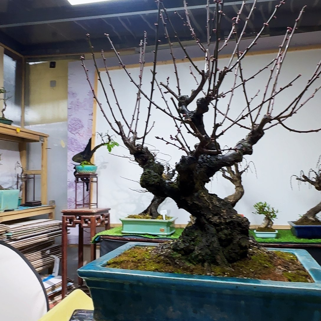 清***·无花朵徽州古梅佛包邮