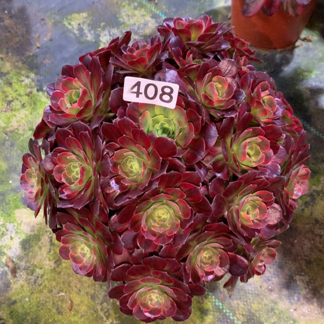 【闪购商品】408安