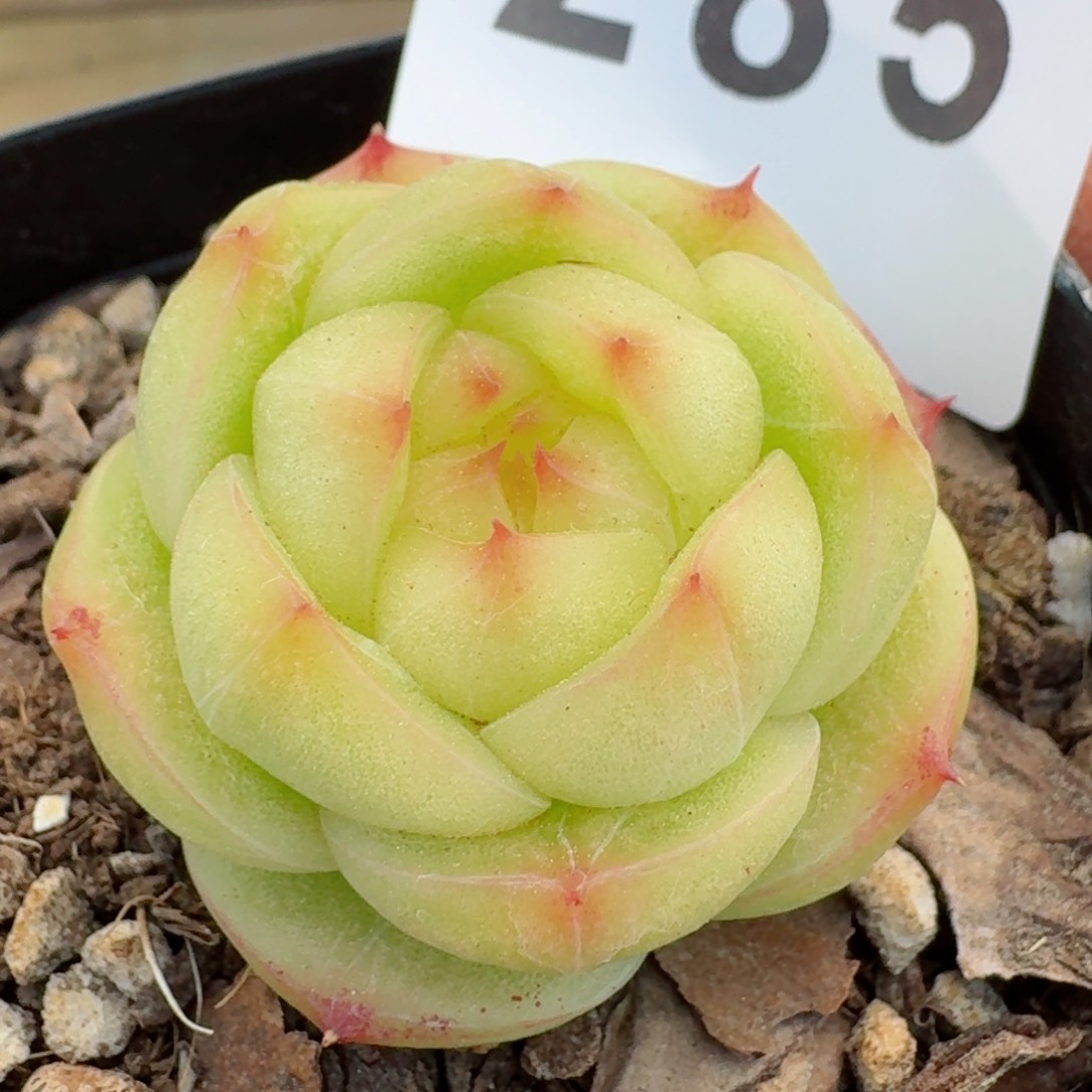 灵耀珍妮         多肉植物