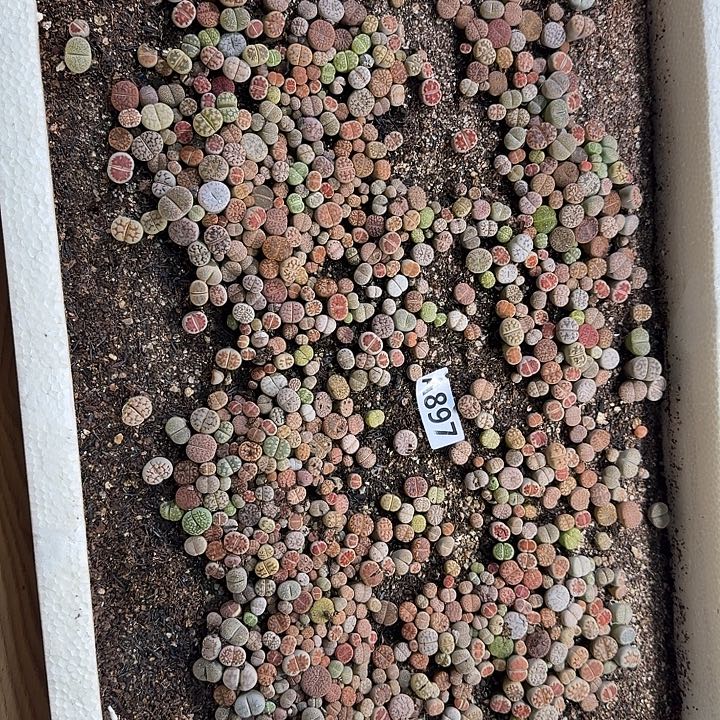 生897石花整筐脱土发货