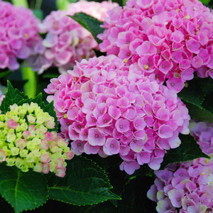 《魔幻水晶》大花绣球 带花带土栽好包邮