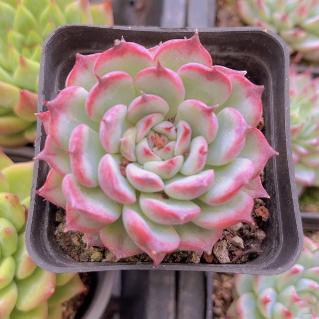 大眼睛9888888888888888