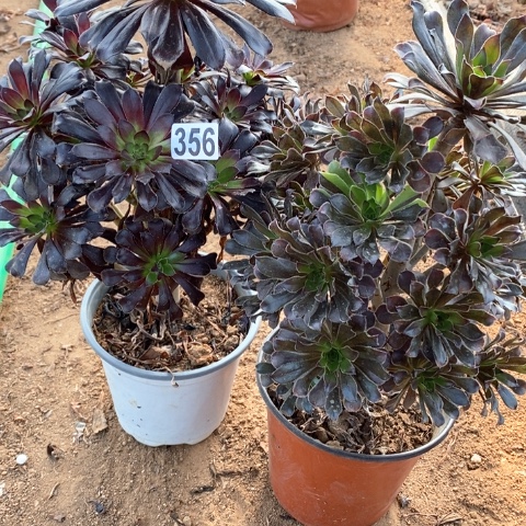 356两颗满十八包邮