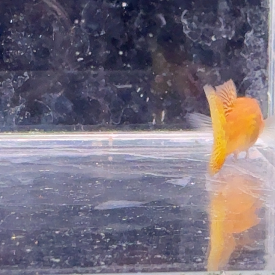 吖****海水鱼黄金蕾丝公1条