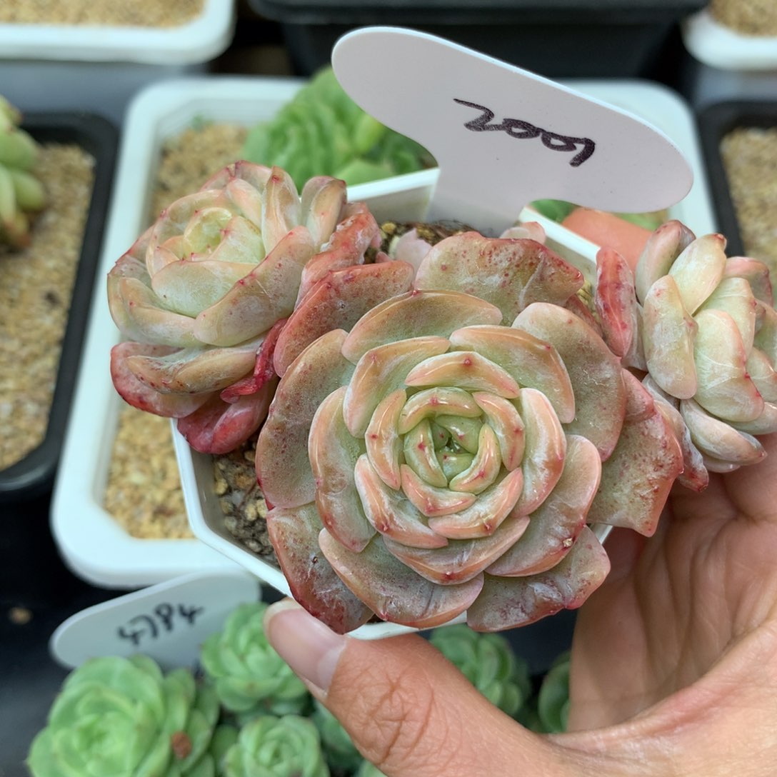 溶晶珍妮3头群2001